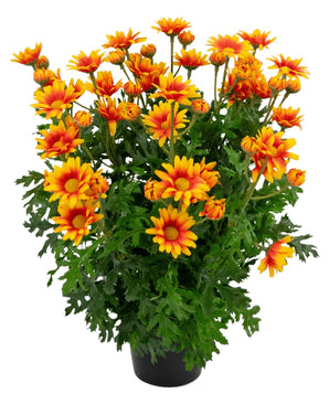 Kunstplant Daisy 31 cm
