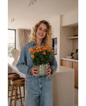 Kunstplant Daisy 31 cm