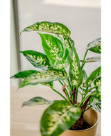 Kunstplant Dieffenbachia 60 cm