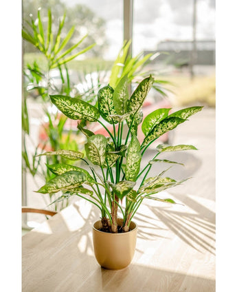 Kunstplant Dieffenbachia 75 cm