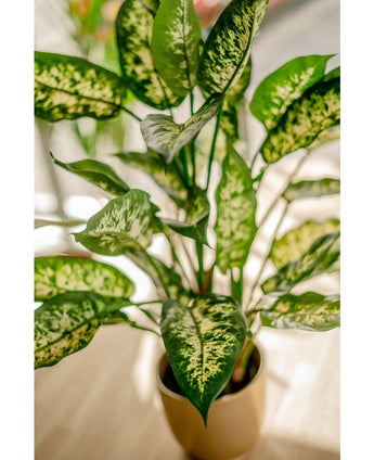 Kunstplant Dieffenbachia 75 cm