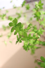 Kunstplant Enkianthus 210 cm