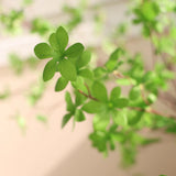 Een close-up van de Kunstplant Enkianthus 210 cm toont levendig groene, stervormige bladeren aan slanke takken, tegen een zachte, neutrale achtergrond, wat de frisse en gezonde uitstraling benadrukt.