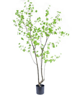 Kunstplant Enkianthus 210 cm