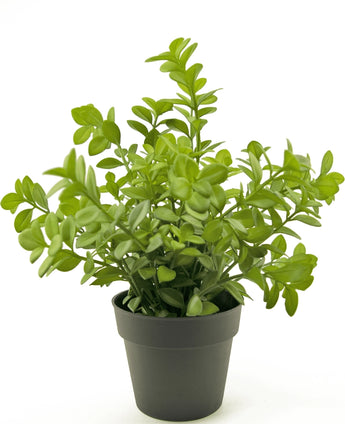 Kunstplant Eucalyptus 27 cm