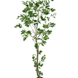 De Kunstplant Ficus 210 cm is een hoge kunstboom met meerdere slanke takken en weelderige groene bladeren in een kleine zwarte pot, tegen een effen witte achtergrond.