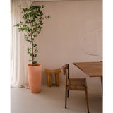 De Kunstplant Ficus 210 cm staat hoog naast transparante gordijnen in een minimale, neutrale kamer met een rustieke houten stoel, een opvallend klein houten krukje en een houten tafel.