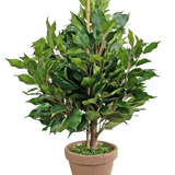 De Kunstplant Ficus 60 cm in pot heeft brede groene bladeren en een centrale steun, in een bruine kleipot met kunstmos voor een natuurlijke, weelderige uitstraling.