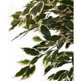 De Kunstplant Ficus Bont 150 cm heeft groene bladeren met roomwitte randen, dicht op elkaar gerangschikt op takken voor een weelderige, levensechte uitstraling tegen een effen witte achtergrond.