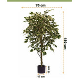 De Kunstplant Ficus Bont 150 cm van Easyplants heeft bonte bladeren en wordt geleverd in een zwarte pot (17 cm diameter, 15 cm hoog). De kunstplant is 150 cm hoog en 70 cm breed.