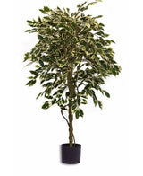 Kunstplant Ficus Bont 150 cm