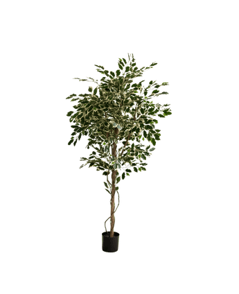 Kunstplant Ficus Exotica 165 cm