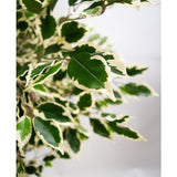 Close-up van de Kunstplant Ficus Exotica 165 cm toont levendige, gezonde bonte groene bladeren met crèmewitte randen en spitse punten tegen een zachte, neutrale achtergrond.