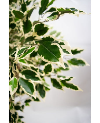 Kunstplant Ficus Exotica 165 cm