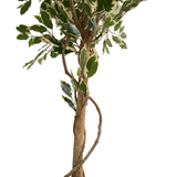 De Kunstplant Ficus Exotica 165 cm heeft een slanke, gedraaide stam en bonte groene en witte bladeren tegen een witte achtergrond.