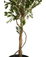 Kunstplant Ficus Exotica 165 cm