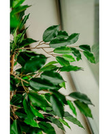 Kunstplant Ficus Groen 120 cm