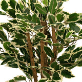 Een close-up van de Kunstplant Ficus Groen/wit 90 cm, met groene bladeren omrand in crèmewit en meerdere bruine stengels, tegen een effen witte achtergrond.