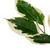 De Kunstplant Ficus Groen/wit 90 cm heeft dunne stelen met verschillende bonte groene en roomwitte bladeren, elk met een diepgroen hart omzoomd door een roomwitte rand, geïsoleerd op een witte achtergrond.