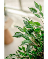 Kunstplant Ficus Liana 120 cm