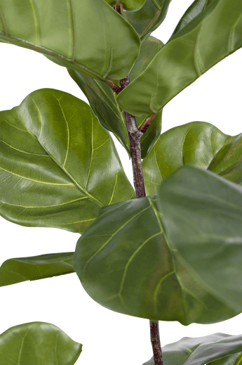 Kunstplant Ficus Tabaksplant Deluxe 125 cm