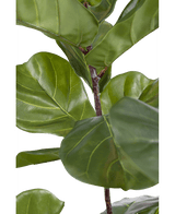 Kunstplant Ficus Tabaksplant Deluxe 155 cm