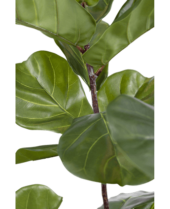 Kunstplant Ficus Tabaksplant Deluxe 155 cm