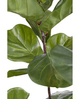 Kunstplant Ficus Tabaksplant Deluxe 155 cm