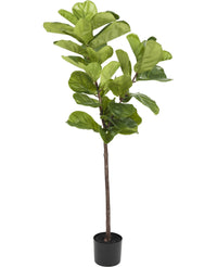 Kunstplant Ficus Tabaksplant Deluxe 155 cm