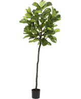 Kunstplant Ficus Tabaksplant Deluxe 215 cm