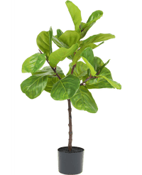 Kunstplant Ficus Tabaksplant Deluxe 90 cm