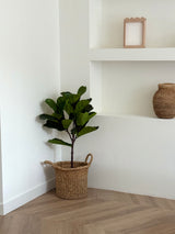 Kunstplant Ficus Tabaksplant Deluxe 90 cm