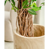 Close-up van de gevlochten bruine stam en groene bladeren van Kunstplant Ficus Tropical Liana 180 cm in een gladde, lichthouten plantenbak. Een beige gestoffeerde stoel vervaagt op de achtergrond, waardoor de levensechte details en het levendige groen van deze grote kunstplant worden benadrukt.