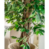 Close-up van Kunstplant Ficus Tropisch Liana 150 cm met een gedraaide houtachtige stam en weelderige groene bladeren in een beige pot. Zacht onscherpe achtergrond. Stijlvolle keuze voor kantoor decoratie.