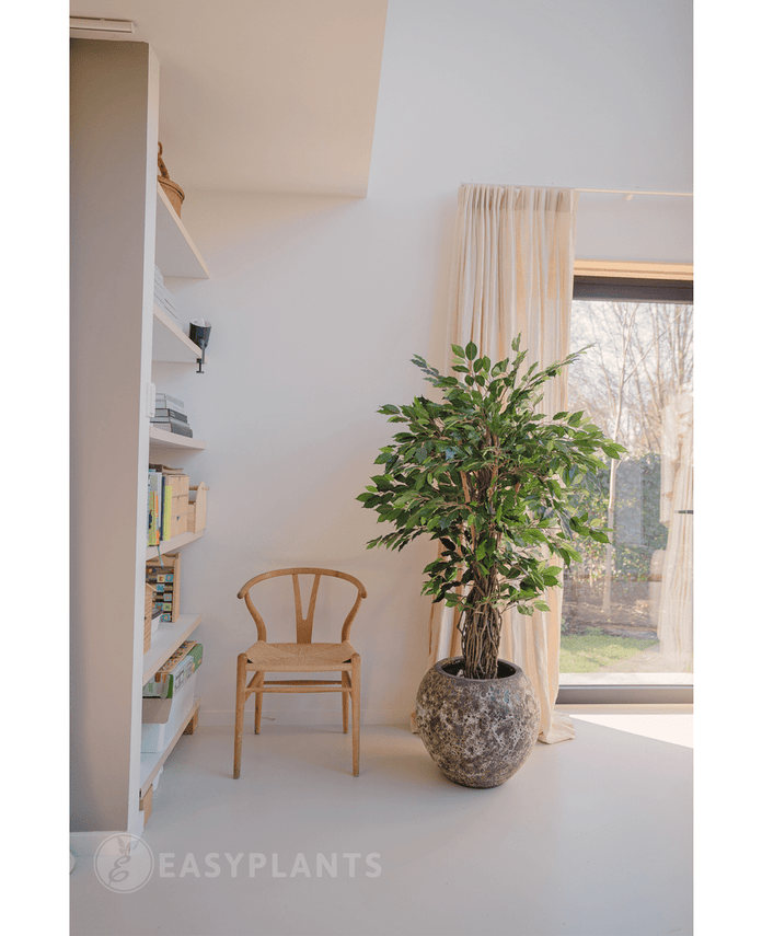 Kunstplant Ficus Tropisch Liana 150 cm