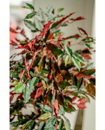 Kunstplant Ficus groen/rood 150 cm