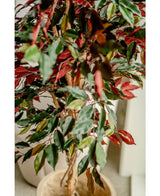 Kunstplant Ficus groen/rood 150 cm