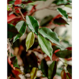 Close-up van glanzend groene en rode bladeren van de Kunstplant Ficus groen/rood 150 cm, zacht belicht om het gedetailleerde gebladerte te benadrukken. De elegante sierpotten komen scherp in beeld tegen een onscherpe achtergrond.