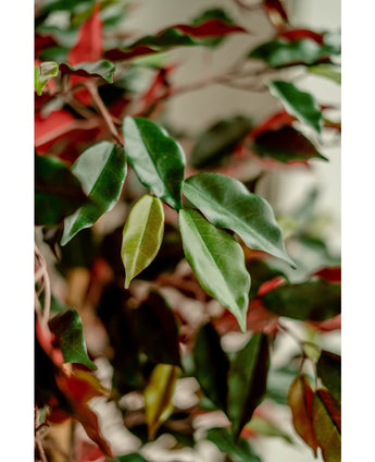 Kunstplant Ficus groen/rood 150 cm