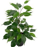 Kunstplant Ficus in Pot 40cm