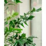 De Kunstplant Fishtail Palm 160 cm heeft groene bladeren met gekartelde randen, perfect om bij een helder raam te plaatsen waar natuurlijk licht het weelderige gebladerte benadrukt tegen een zacht vage achtergrond.