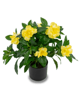 Kunstplant Gardenia 39 cm