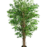 De Kunstplant Hawaiian Ficus Liana (150 cm) heeft weelderige groene bladeren en meerdere gedraaide bruine stammen in een kleine zwarte pot, tegen een effen witte achtergrond.