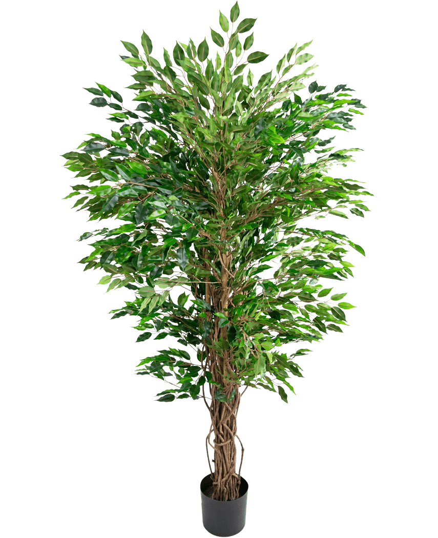 De Kunstplant Hawaiian Ficus Liana (150 cm) heeft weelderige groene bladeren en meerdere gedraaide bruine stammen in een kleine zwarte pot, tegen een effen witte achtergrond.