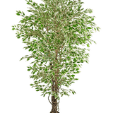 De Kunstplant Hawaiian Ficus Liana 180 cm is een hoge kunstboom met groen en wit bonte bladeren in een zwarte pot, tegen een effen witte achtergrond.