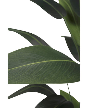 Kunstplant Heliconia 160 cm