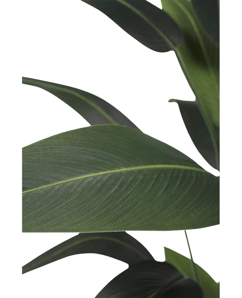 Close-up van grote, overlappende donkergroene bladeren met zichtbare nerven van de Kunstplant Heliconia 180 cm, tegen een witte achtergrond - ideaal voor iedereen die kunstplanten wil kopen of zijn decor wil verfraaien met een heliconia kunstplant.