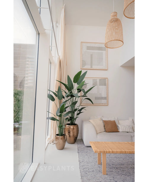 Een lichte, moderne woonkamer met grote ramen, meubilair in neutrale tinten, twee Kunstplant Heliconia 180 cm in goudkleurige potten met textuur, een geweven salontafel, minimalistische muurkunst en natuurlijk licht dat de ruimte vult.