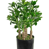 De Kunstplant Jade 45 cm heeft dikke, ovale groene bladeren en stevige stelen in een zwarte pot met mos die de aarde bedekt.