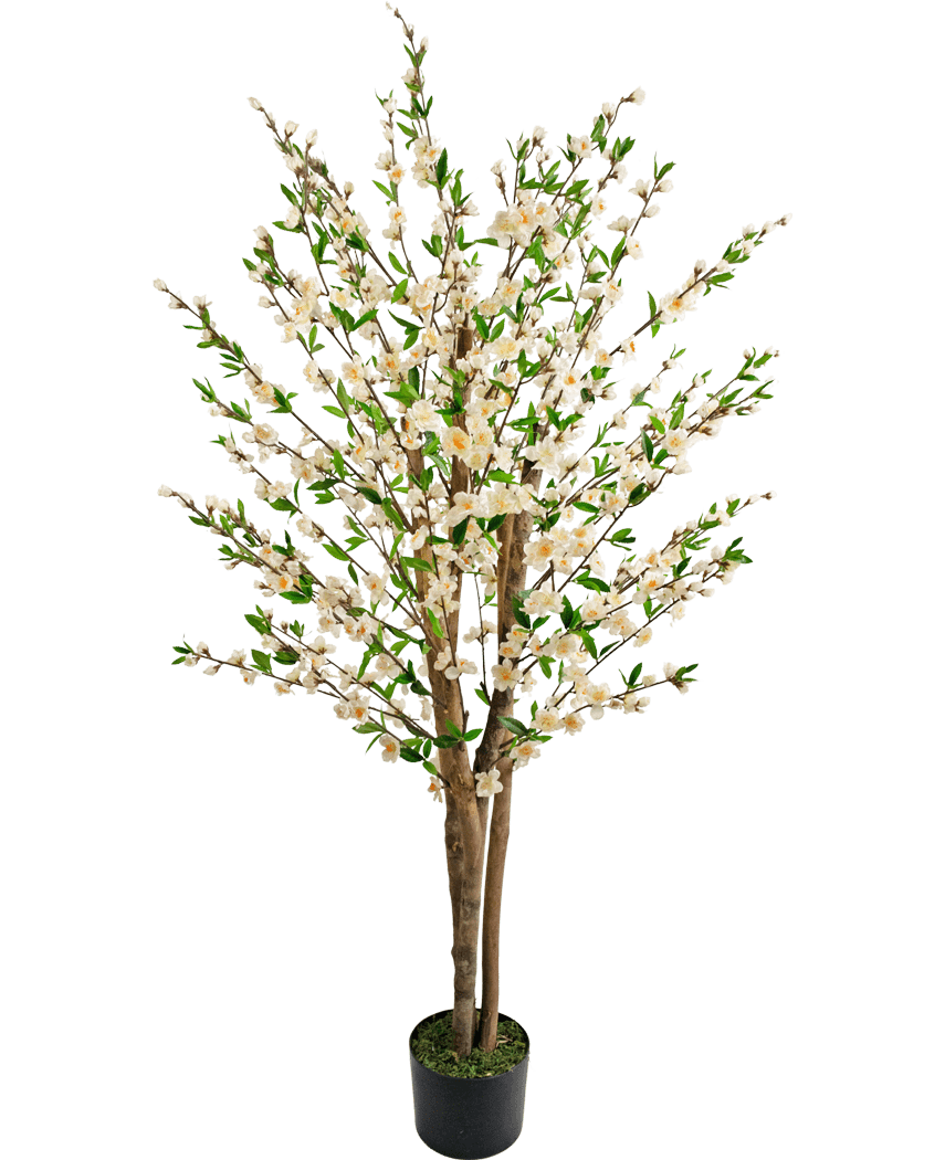 De Kunstplant Kersenbloesem 150 cm crème heeft meerdere bruine stammen, groene bladeren en trossen kleine witte bloemen in een kunstboom in pot tegen een effen witte achtergrond.